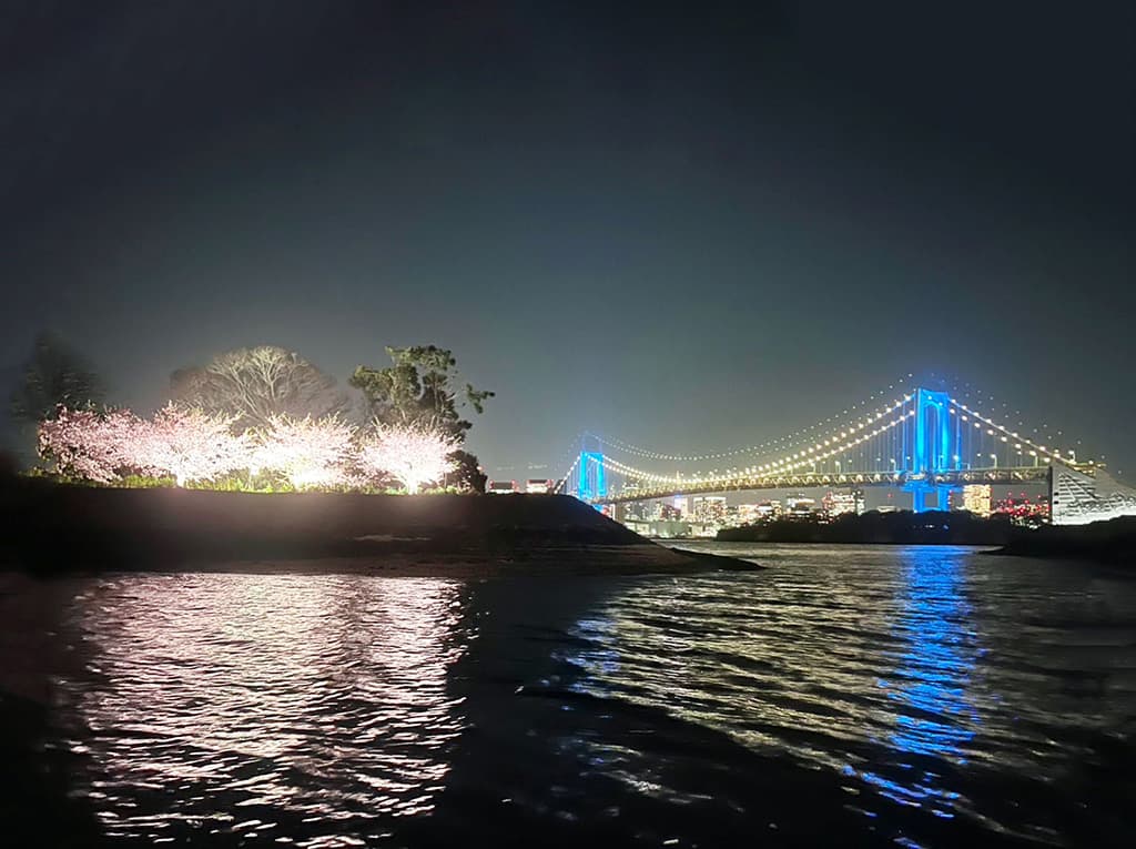 お台場の夜桜