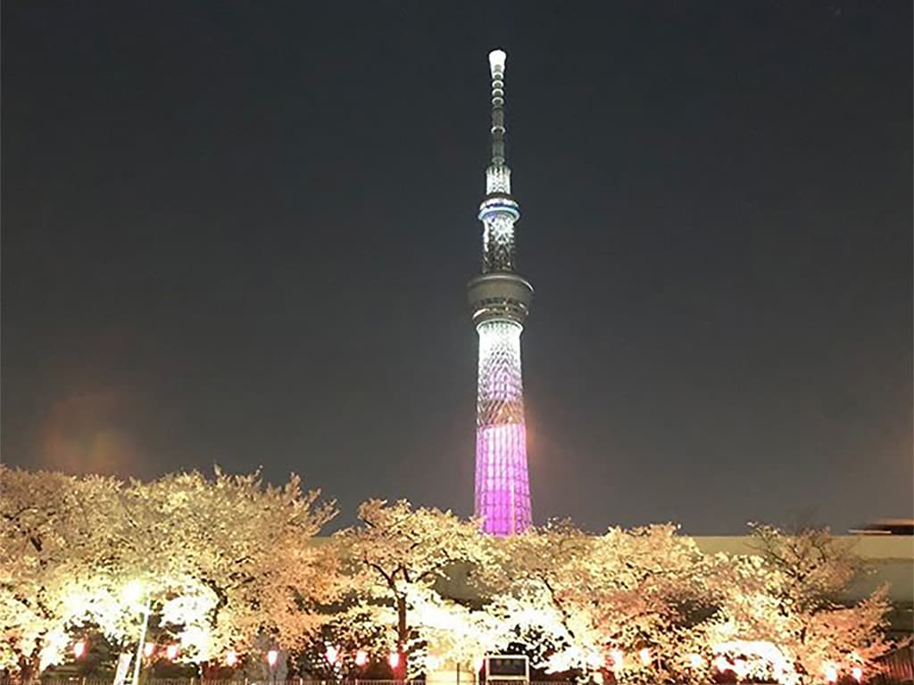 屋形船から見る夜の夜桜風景